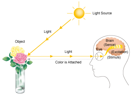 Process of Recognizing Colors